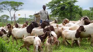 Committed to Zambias smallholder farmers [upl. by Eppesiug789]