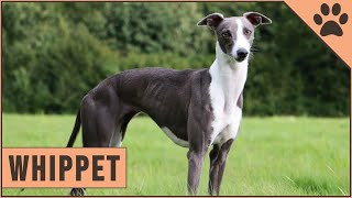 Whippet Dog Breed Information [upl. by Assili860]