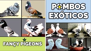 POMBOS EXÓTICOS  FANÇY PIGEONS [upl. by Lowrie]