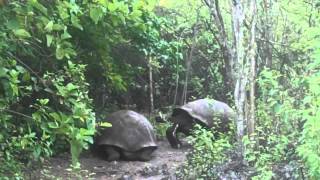 Giant Tortoise Displays Dominance in the Galápagos [upl. by Nwotna]