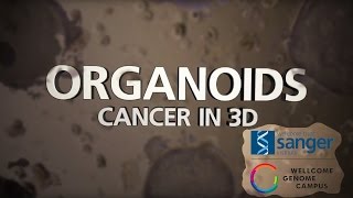 Organoids Cancer in 3D  Sanger Institute [upl. by Neisa]