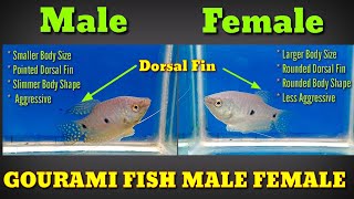 How To Identify Male And Female Gourami Fish [upl. by Gariepy]