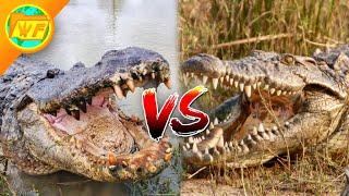 Alligator VS Crocodile  Whats the Difference [upl. by Natsirc]