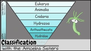 Classification [upl. by Toinette843]