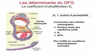 Néphron système de filtration rénale [upl. by Hermy]