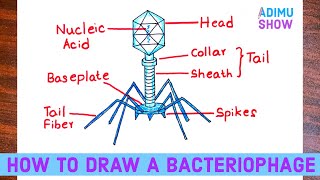 How To Draw A Bacteriophage  Virus T4 phage [upl. by Eninahpets]