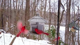 Winter Birds Feeding Frenzy Cats LOVE It [upl. by Einnaoj]