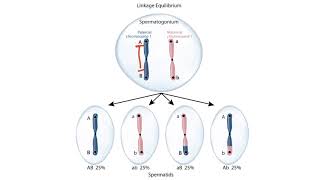 USMLE Step 1 Linkage Disequilibrium [upl. by Moises]