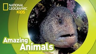 Wolf Eel  Amazing Animals [upl. by Novyaj]