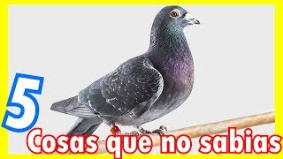 5 CURIOSIDADES SOBRE LAS PALOMAS [upl. by Ayeka]