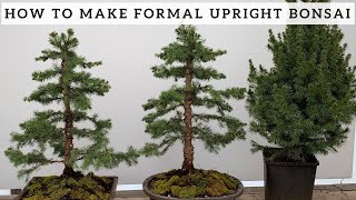 Making Formal Upright Bonsai from Alberta Spruce [upl. by Buckels]