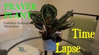 Prayer Plant Time Lapse Calathea Medallion [upl. by Sateia]