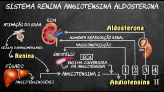 Sistema renina angiotensina aldosterona [upl. by Aliuqat]