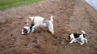 Wirehaired Fox Terrier ten week old puppies girls [upl. by Maloney]