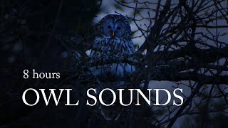 Owl Hooting Sounds  8 Hours  for Relaxing amp Sleeping DARK SCREEN [upl. by Ayoras]