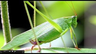 Understanding Insect Sounds Natures Orchestra [upl. by Maiocco]