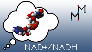 NADNADH Mechanism amp Coenzyme Chemistry [upl. by Annahsar]