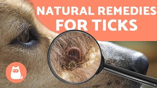 Preventing and Removing TICKS in DOGS 🕷️ 4 NATURAL REMEDIES [upl. by Jeri334]