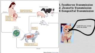 Toxoplasma gondii [upl. by Oeramed]