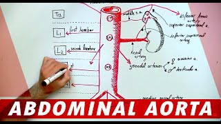 Anatomy  Abdominal Aorta Branches [upl. by Groves]