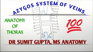 AZYGOS SYSTEM OF VEIN [upl. by Enneiviv574]