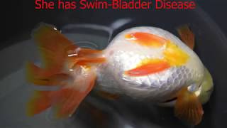 Swim Bladder Disease in Goldfish [upl. by Arahk]