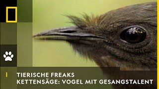 TIERISCHE FREAKS  Kettensäge amp Autoalarm Vogel mit Gesangstalent  National Geographic [upl. by Orlina]