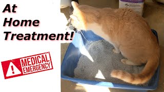 At Home Treatment for a Cat that Cant Urinate [upl. by Esme]