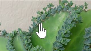 Vegetative propagation amp advantages  How do organisms reproduce  Biology  Khan Academy [upl. by Auahsoj]