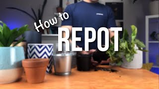 How to repot a plant  Beginners Guide to Repotting [upl. by Eat]