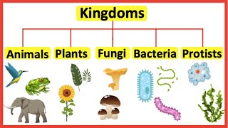 5 Kingdoms  Animals plants fungi bacteria amp protists [upl. by Crandall849]