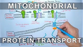 Protein Transport into Mitochondria [upl. by Enid622]