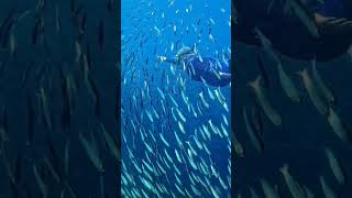 Sardines Run Moalboal [upl. by Gnoz159]