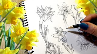 How to Draw a Daffodil STEP BY STEP [upl. by Happ127]