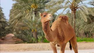 What Sound Does A Camel Make  Animal Sounds Camel Sounds [upl. by Willing813]