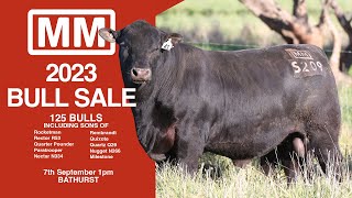 Millah Murrah 2023 Bull Sale Preview [upl. by Adnicaj]