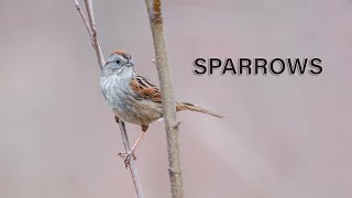 SPARROWS [upl. by Ahc]