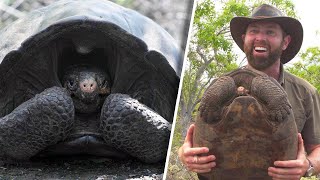 Extinct Giant Tortoise Found After 100 Years [upl. by Hashim]