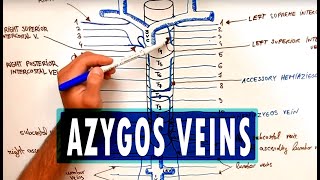 ANATOMY  Azygos Venous System [upl. by Attwood]