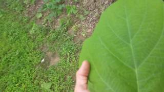 Video of kudzu plant [upl. by Teragram]