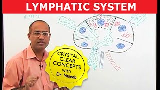 Introduction to Lymphatic System  Lymph Nodes [upl. by Weeks]