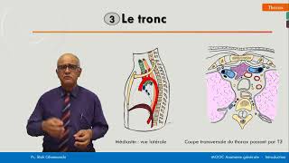 Anatomie générale  Le thorax [upl. by Bullard]