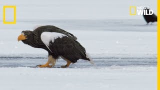 Un aigle royal combat des pygargues [upl. by Aneelas510]