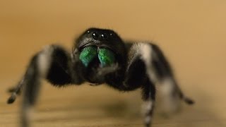 Spider hunts fly  Spider House  BBC [upl. by Orferd]