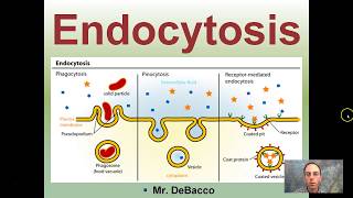 Endocytosis [upl. by Gagne339]