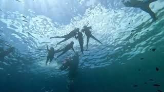 Moalboal Sardine Run Snorkeling Scenery [upl. by Franckot]