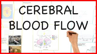 CEREBRAL BLOOD FLOW PHYSIOLOGY SERIES [upl. by Dorolisa]