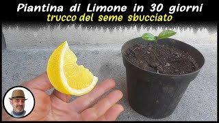 PIANTA DI LIMONE IN 30 GIORNI trucco infallibile LEMON PLANT 30 DAYS PLANTA DE LIMÓN EN 30 DÍAS [upl. by Dumond]