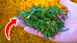 Never Throw Away Grass Clippings DO THIS INSTEAD [upl. by Enilraep]