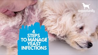 4 Simple Steps to Manage Yeast Infections in Dogs [upl. by Akiner]